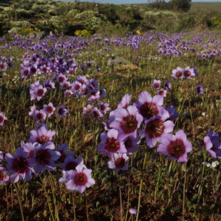 Leucocoryne purpurea